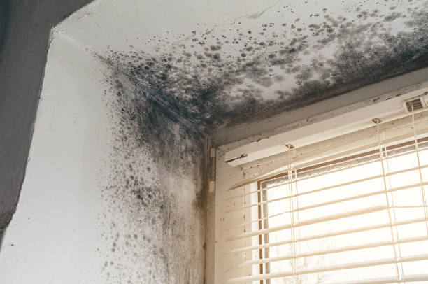 Affordable Mold Removal solutions in Wheeling, IL